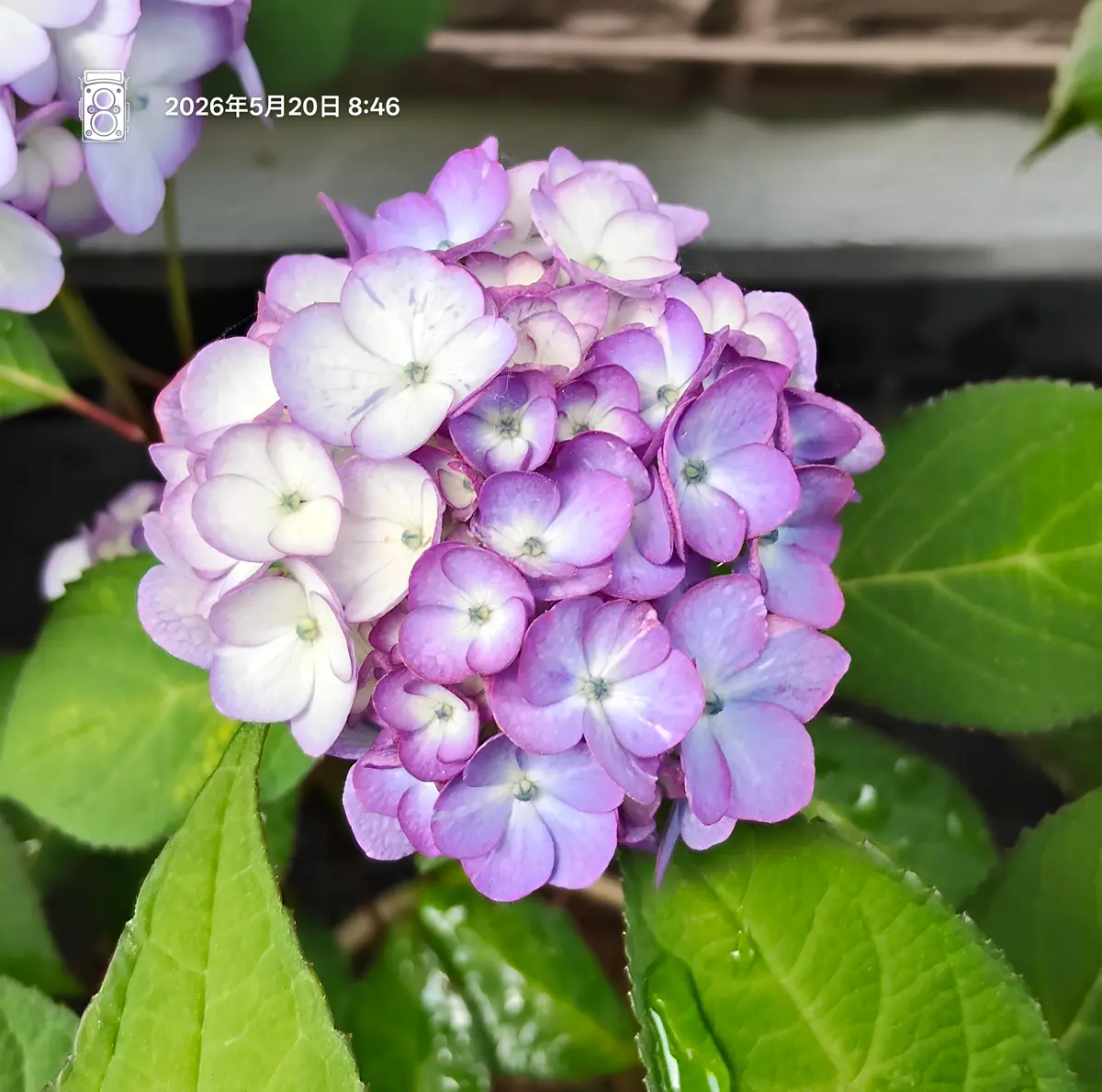 ✨お値下げしました　ブック式おすそ分けファイル　紫陽花 コンパクトおすそ分けファイル 水色の世界♡ 紫陽花 【公式通販】