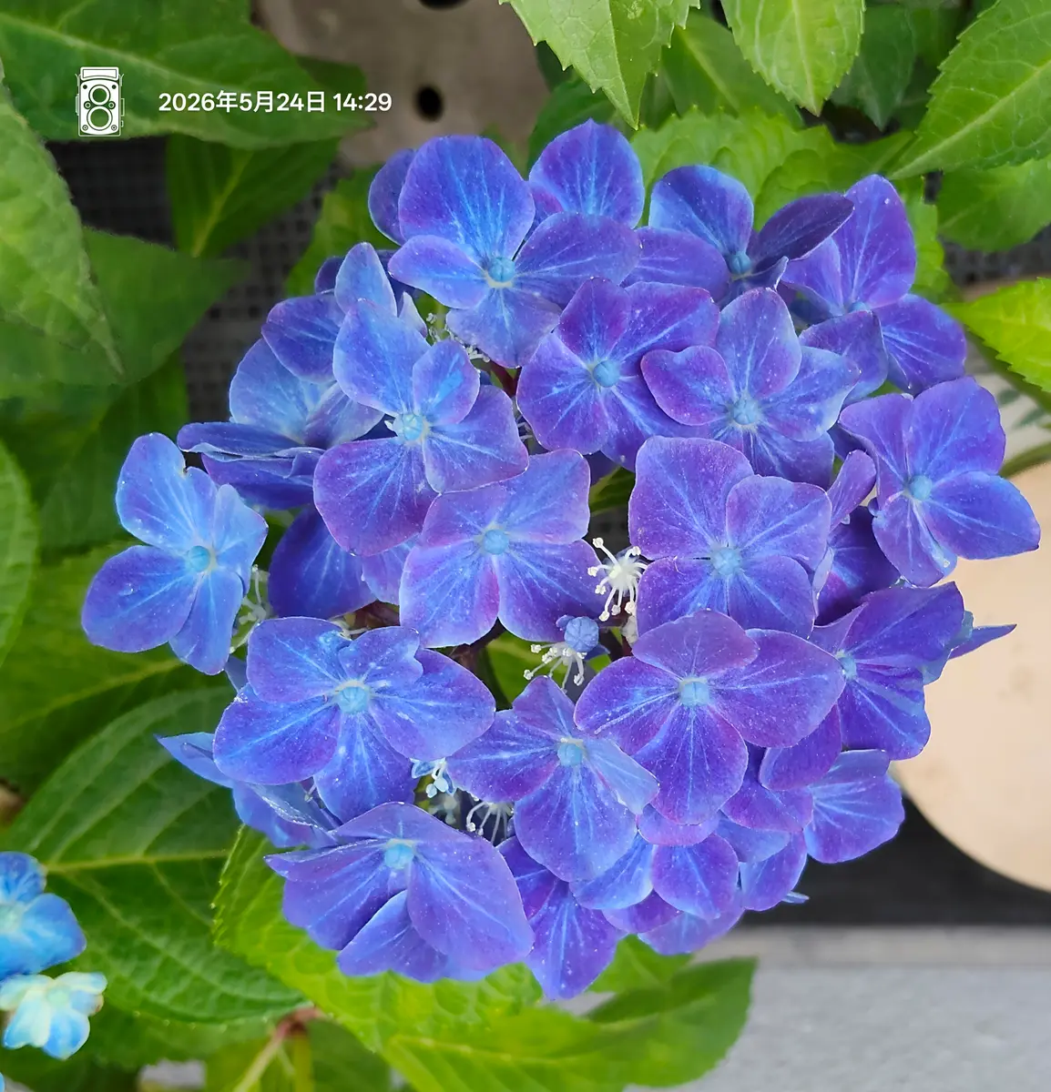 紫陽花　ラ　グーン宣伝ページ ラグーン。「紫陽花 2026年〜」のアルバム-みんなの趣味の園芸2677141