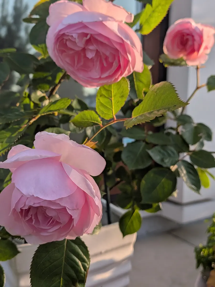 夕日に輝いて、更に美しいです♪✧⁠◝⁠(⁠⁰⁠「我が家の薔薇様♪2026