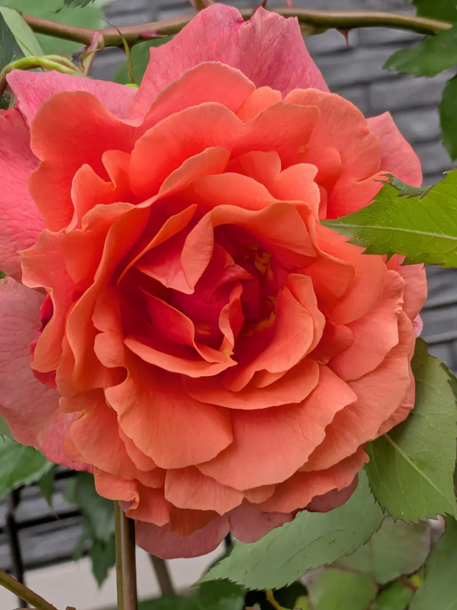 今年は初めてサンセットグロウがしっか「我が家の薔薇様♪2026」の