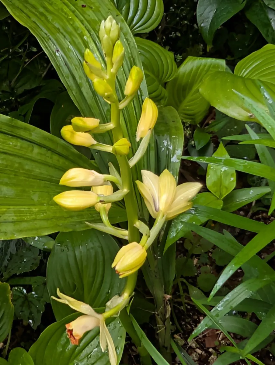ガンセキラン（岩石蘭）地植えにして「5月の花だより」のアルバム