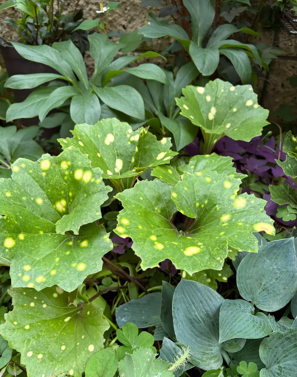 ツワブキの写真-みんなの趣味の園芸2676181