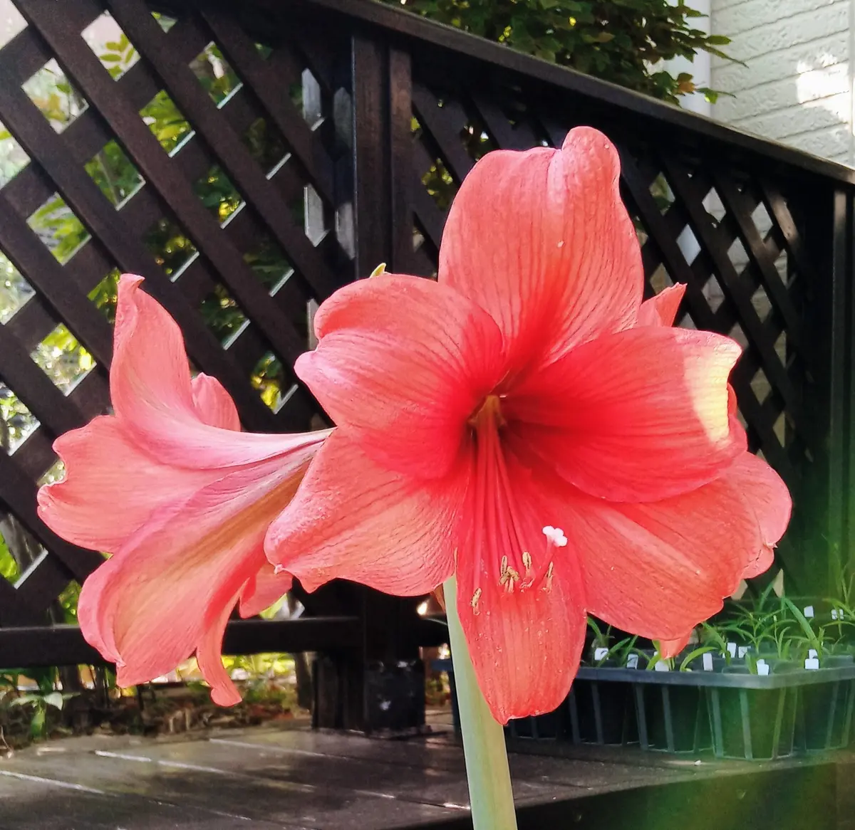 5月の花 真っ赤なアマリリスが満開で「2026年5月の花」のアルバム