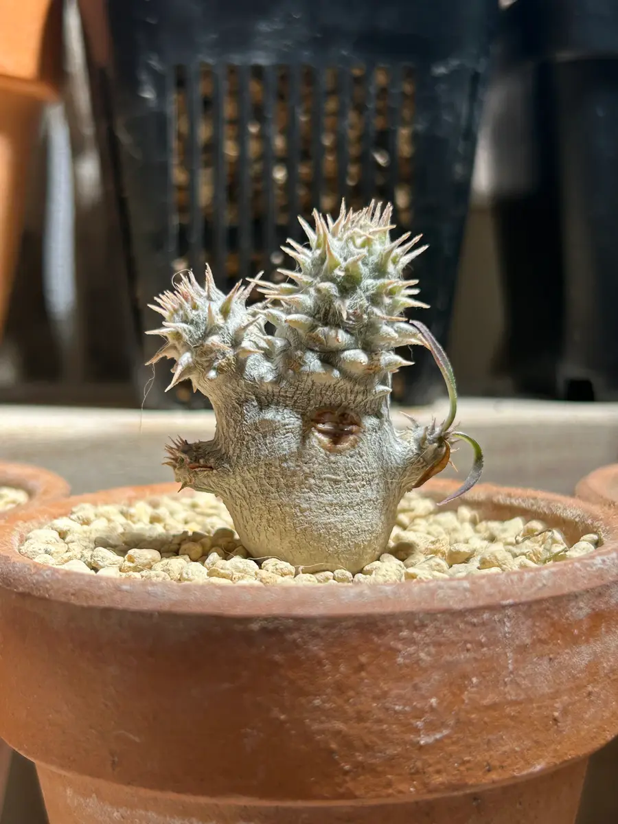 パキポディウムグラキリストトロ「🌵😎☀️」のアルバム-みんなの
