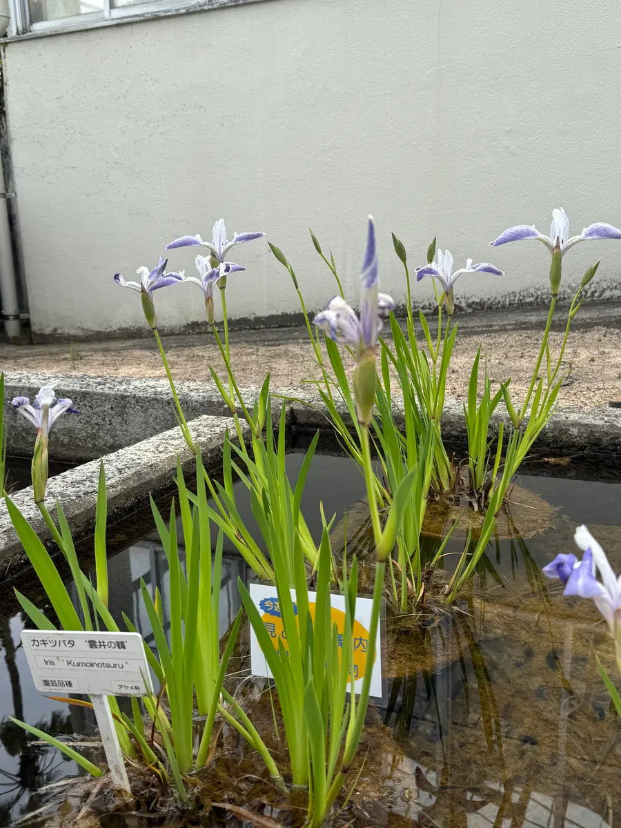 カキツバタ 苗 たぶん雲井の鶴 園芸ネット本店｜カキツバタ：雲井の鶴4号ポット* の通販【公式】