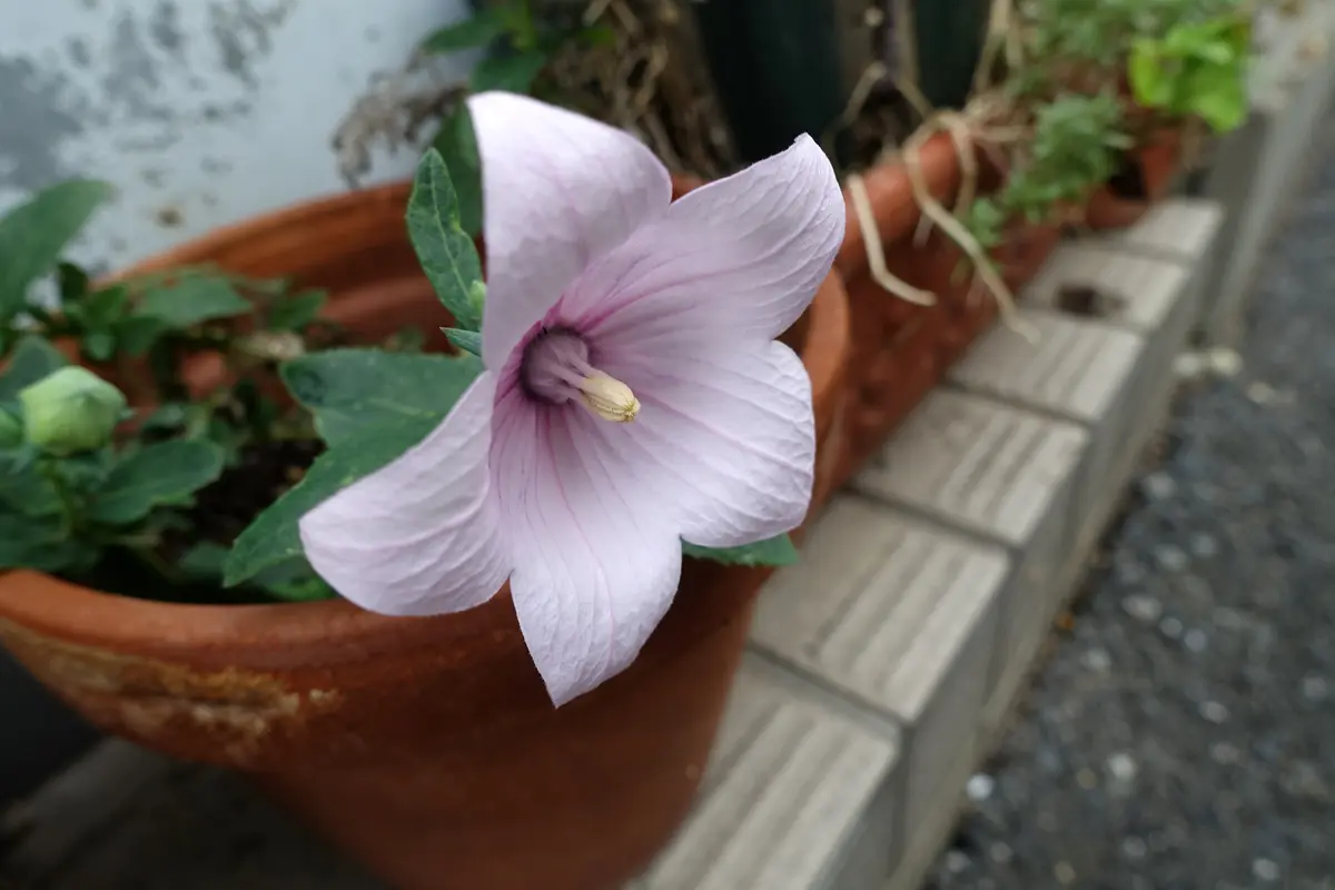 桔梗「'26春から秋」のアルバム-みんなの趣味の園芸2709918