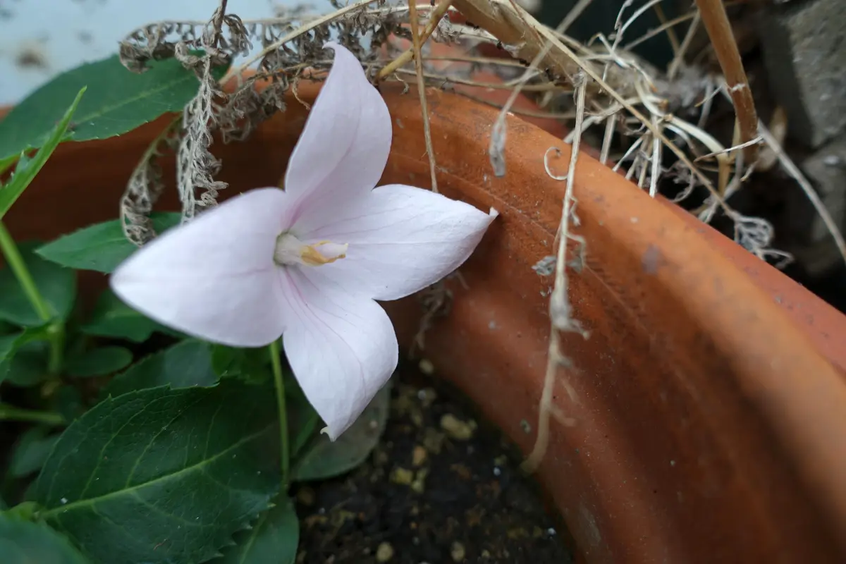 桔梗「'26春から秋」のアルバム-みんなの趣味の園芸2743479