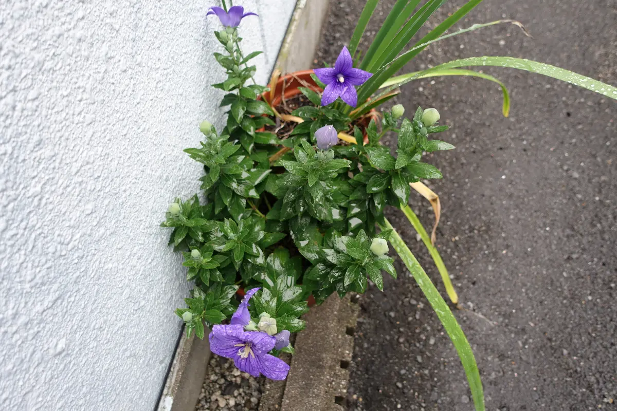 桔梗「'26春から秋」のアルバム-みんなの趣味の園芸2714786