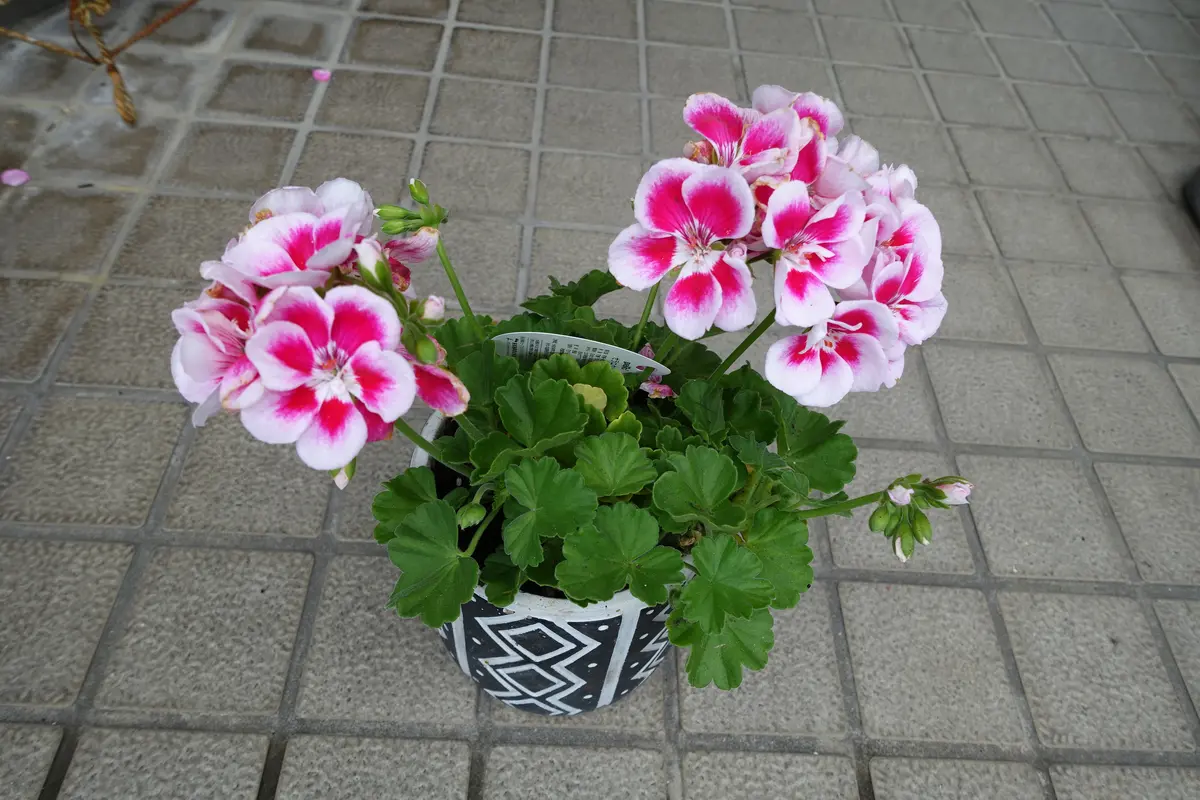 ゼラニウム「'26春から秋」のアルバム-みんなの趣味の園芸2679801