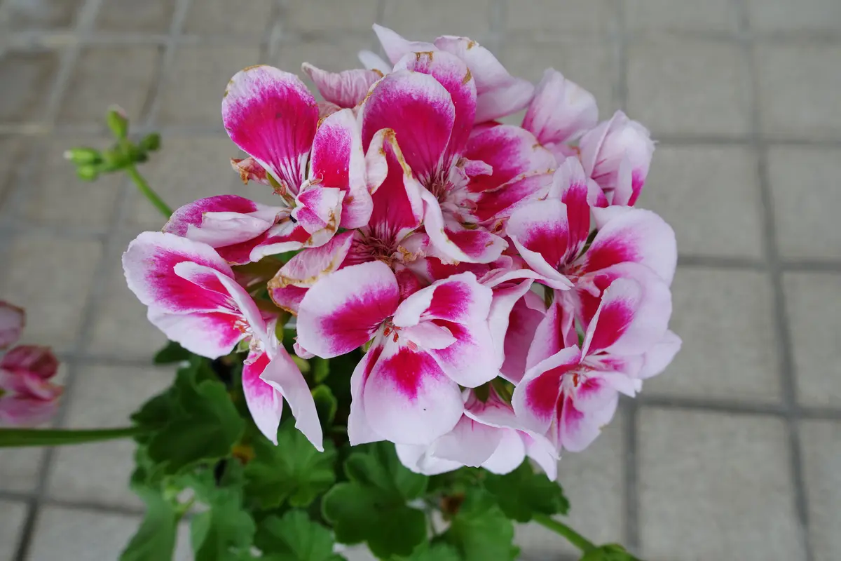 ゼラニウム「'26春から秋」のアルバム-みんなの趣味の園芸2679802