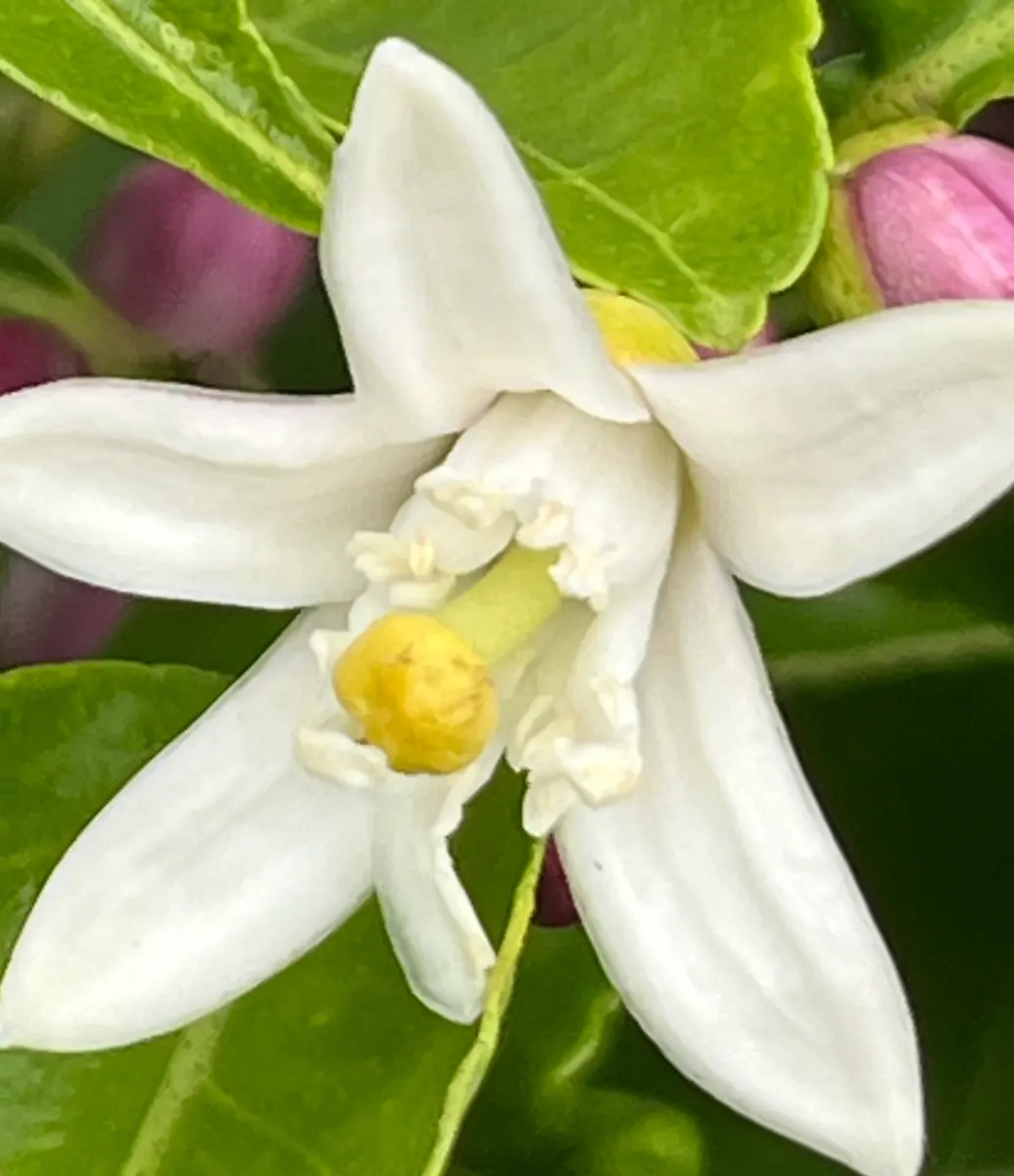 璃の香の花「果樹」のアルバム-みんなの趣味の園芸2664465