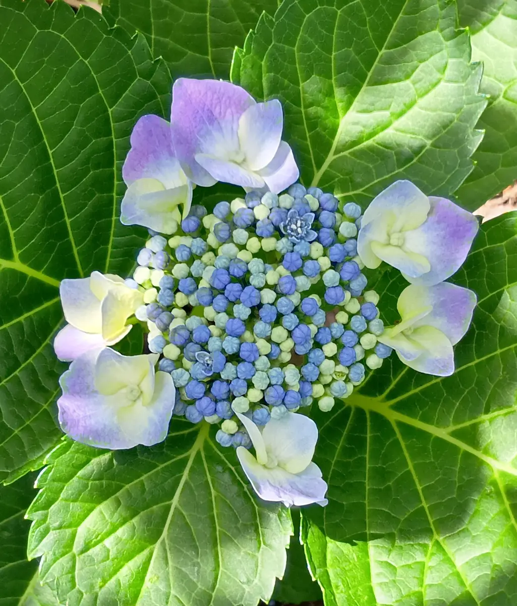 2026年06月16日今日の紫陽花①（真花開「自宅の花（2026）」の
