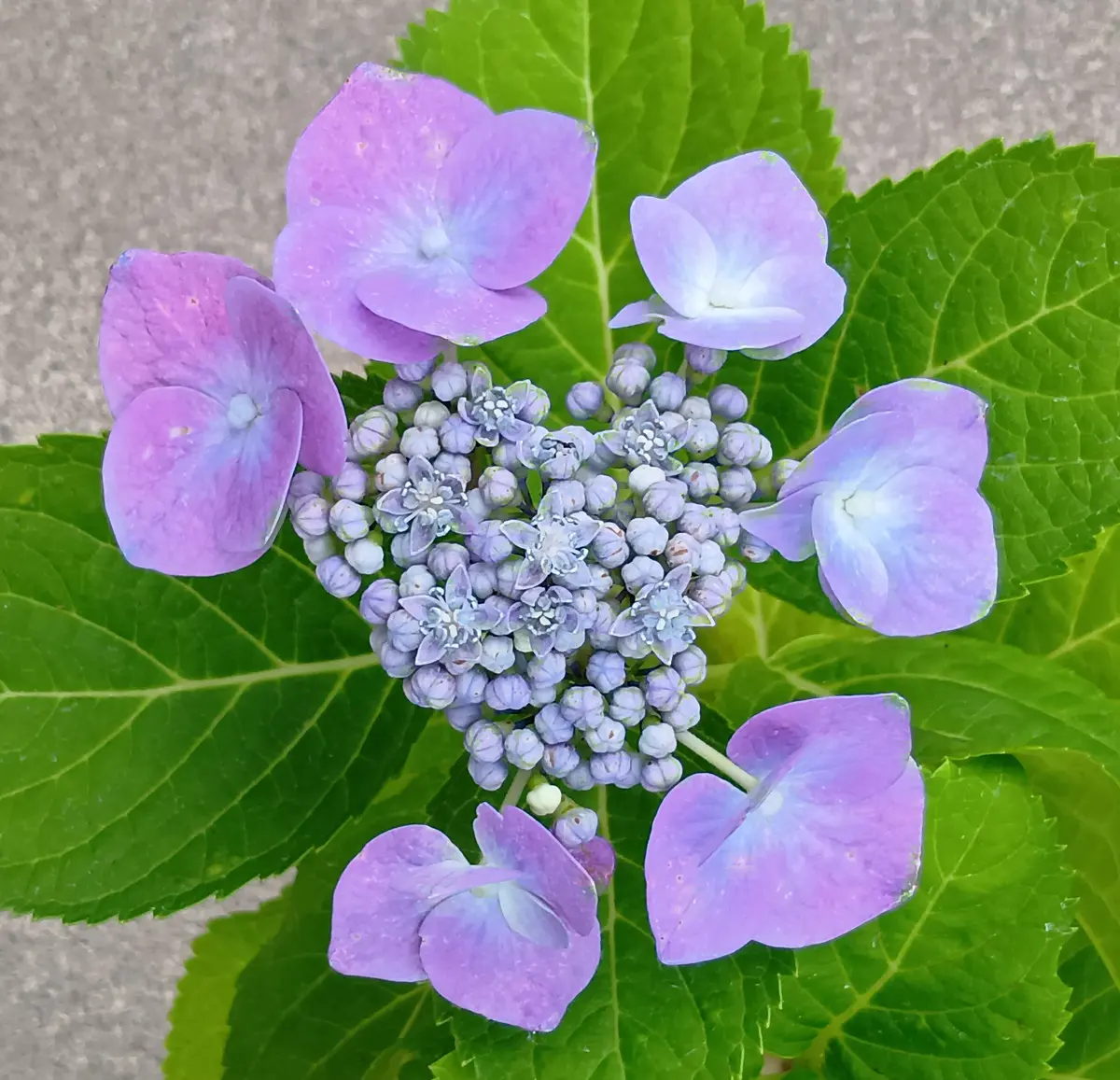 2026年06月07日今日の花姿（紫陽花④）「自宅の花（2026）」の