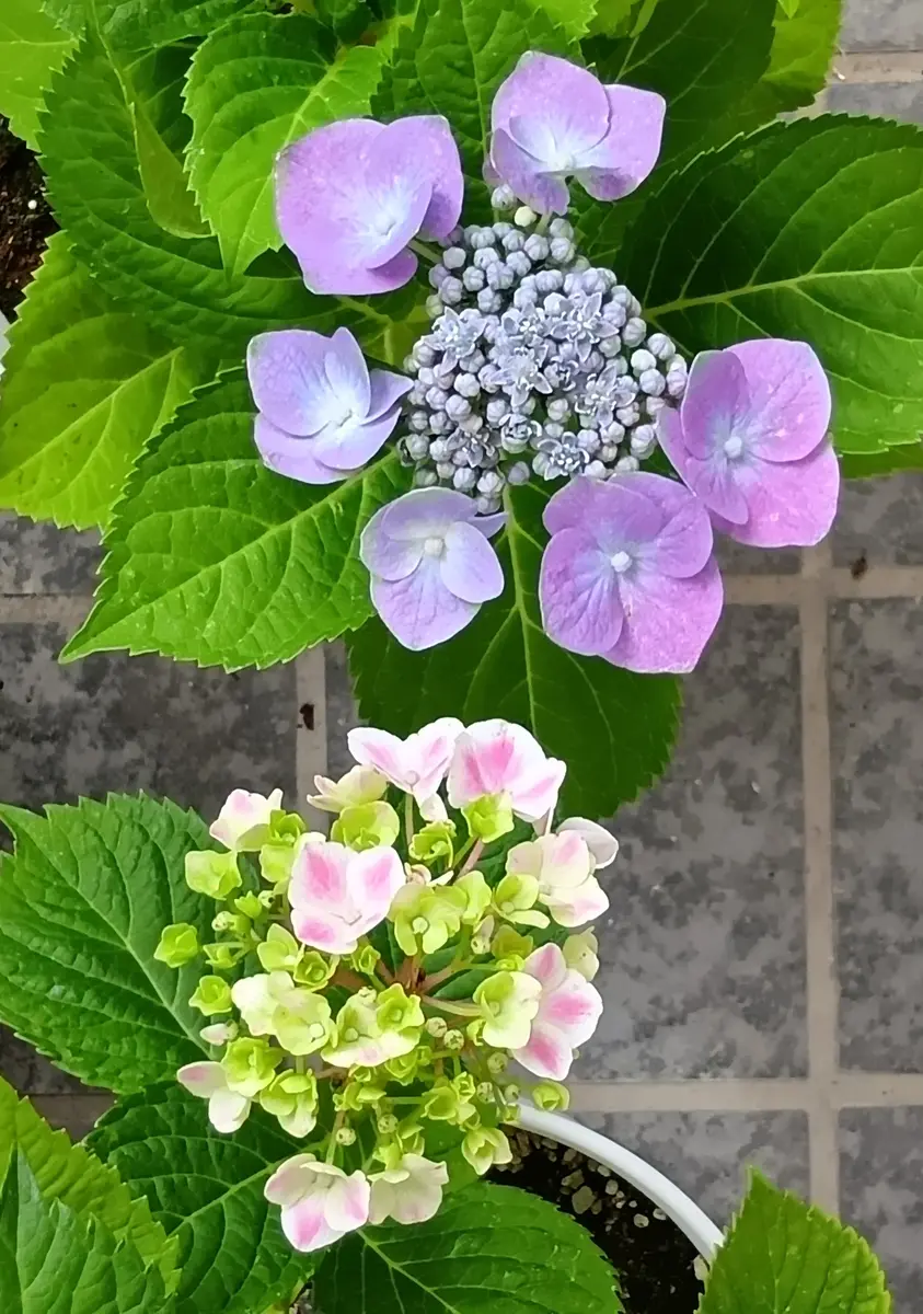2026年06月07日今日の花姿（紫陽花⑤）「自宅の花（2026）」の