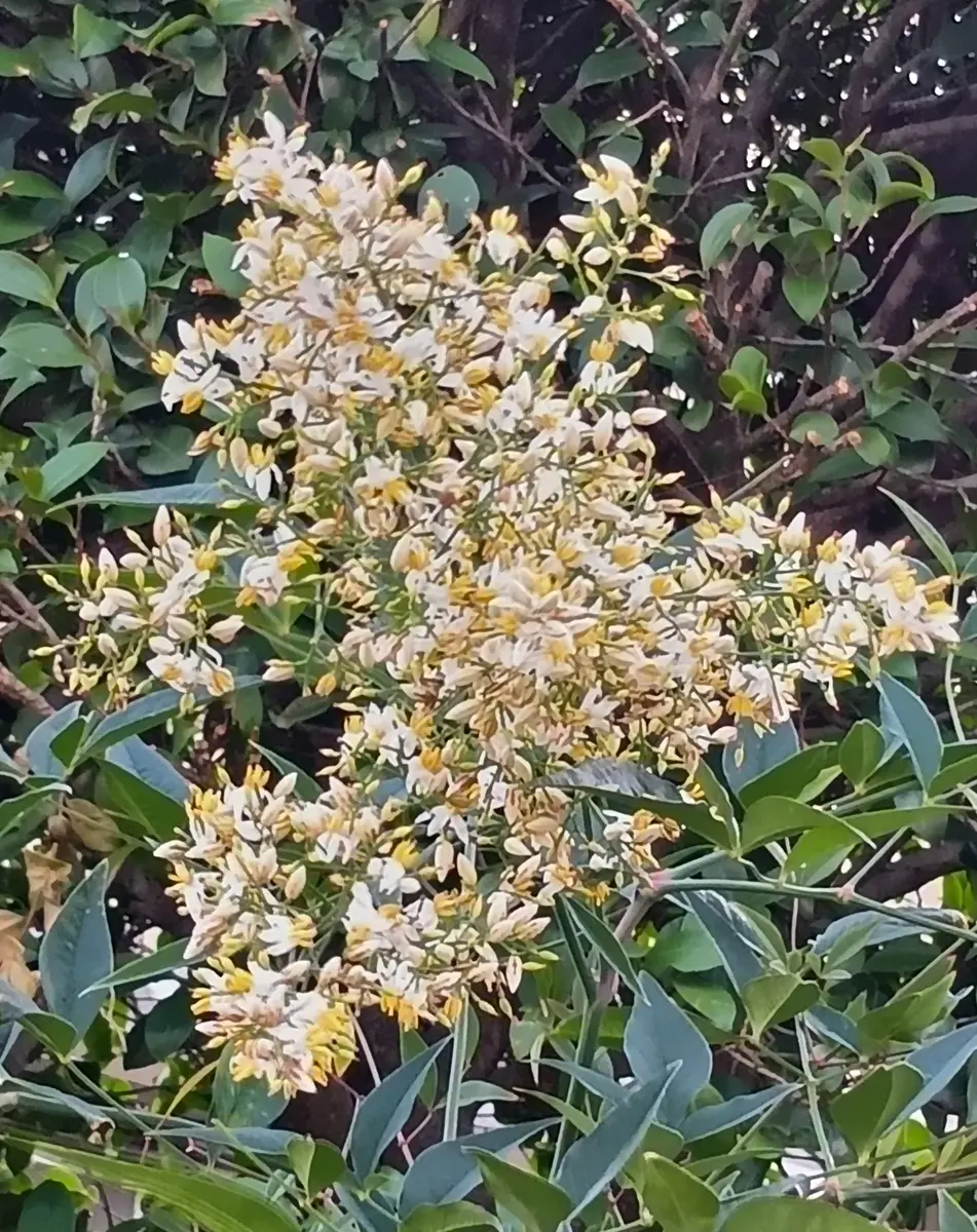 2026年06月13日今日の花姿（満開です）「自宅の花（2026）」の