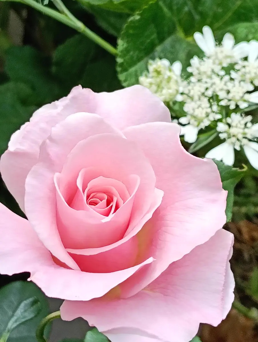 薔薇 ピンクフレンチレ一ス香りが良く「2026mygarden🤗✨」の
