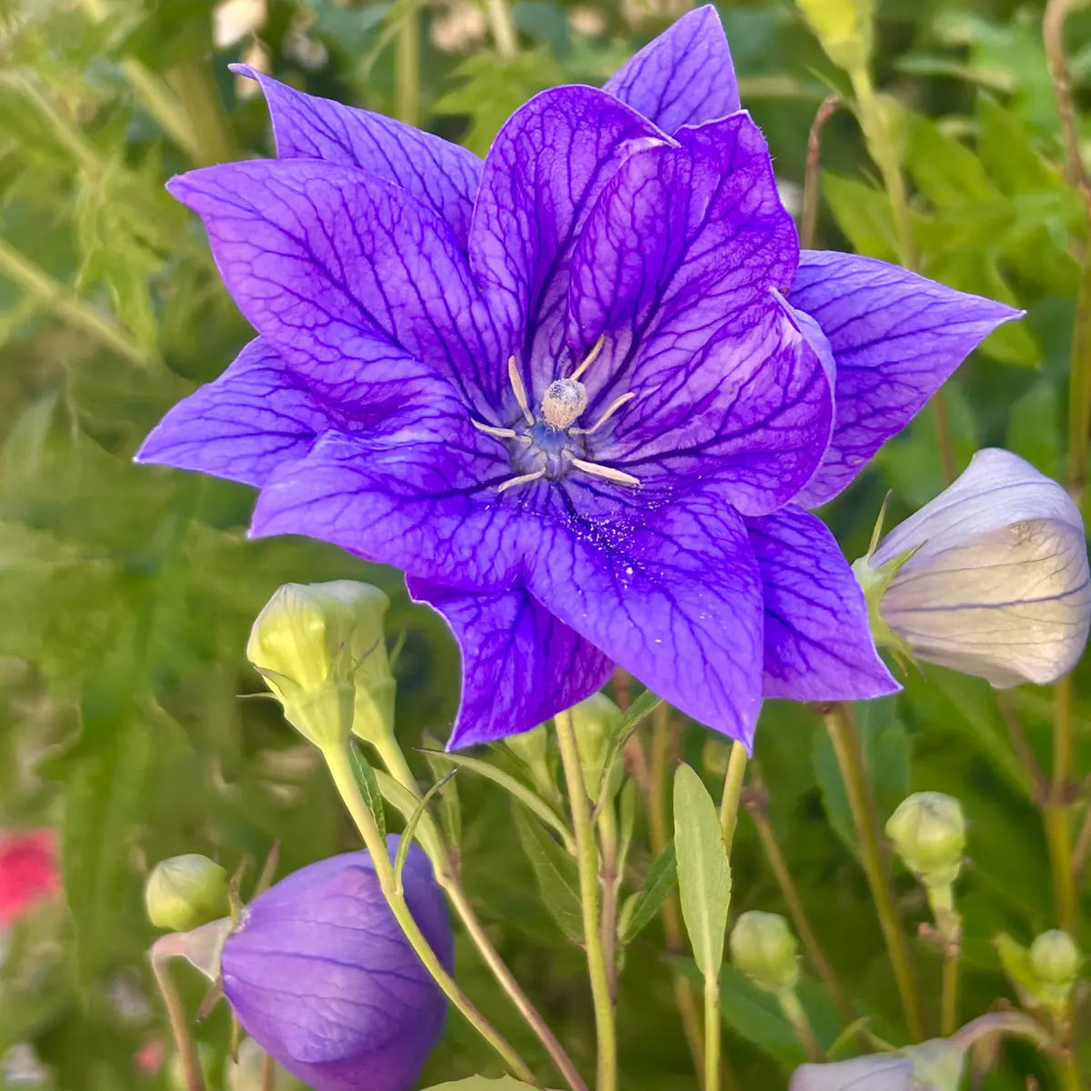 img_cache_a_79200_2_1781731780