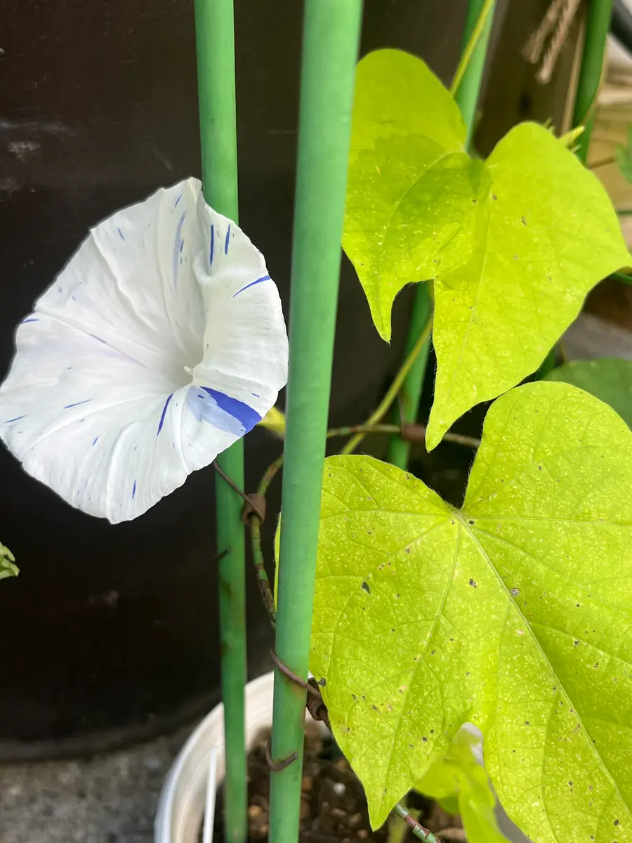 松島G1072「朝顔」のアルバム-みんなの趣味の園芸2709588