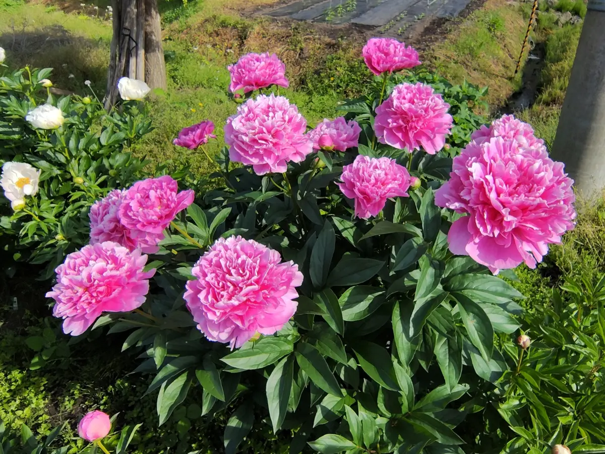 富士「2026年 芍薬」のアルバム-みんなの趣味の園芸2683935