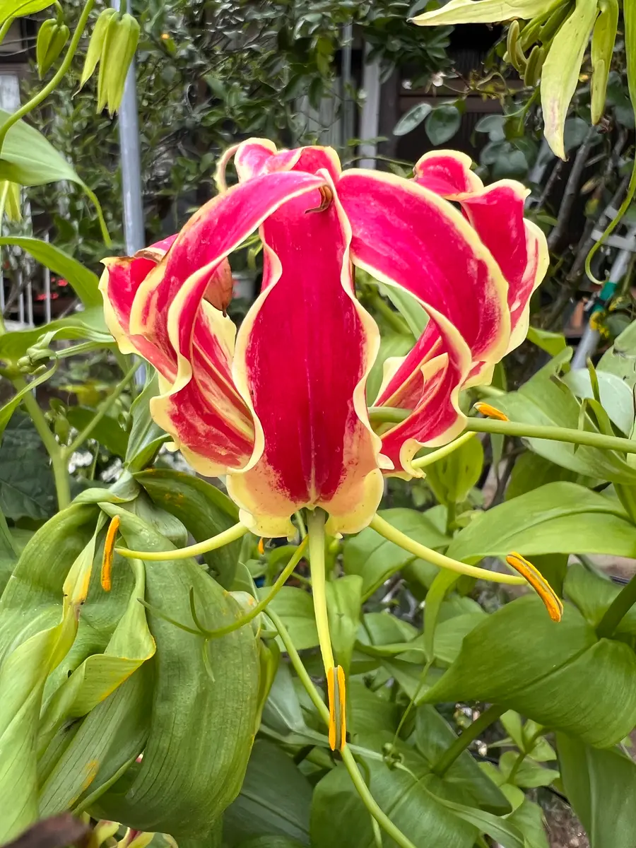 グロリオサの花が咲きました。もう、1「我が家の花」のアルバム