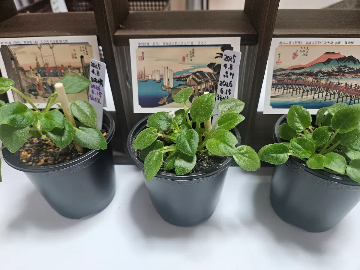 土栽培は、3つの鉢に。去年東海道の宿「セントポーリア ミニ」の