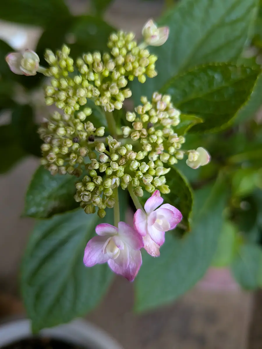 鉢植えアジサイ最後のお花です🥲「わが家のお花たち✨」のアルバム