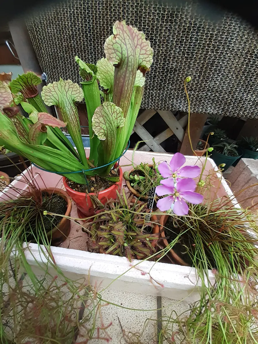 モウセンゴケ・カペンシスの花が、暑食虫植物｜アルバム写真