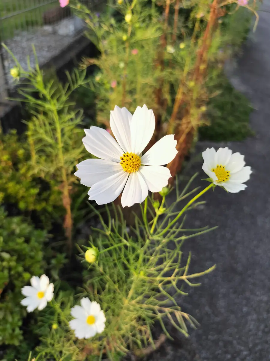 コスモスの写真-みんなの趣味の園芸2749489