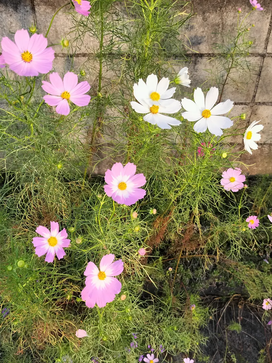コスモスの写真-みんなの趣味の園芸2749491