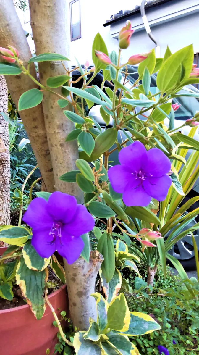 紫紺ノボタン 花もきれいですが、葉っ「青系の花」のアルバム