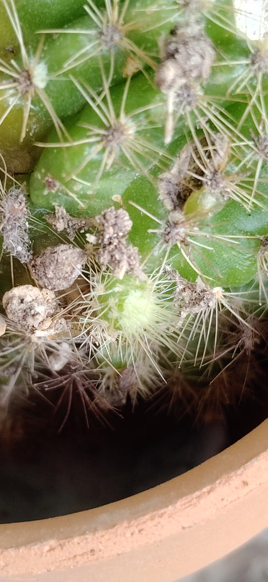 中古 サボテン 現状 サボテンの写真-みんなの趣味の園芸2748796