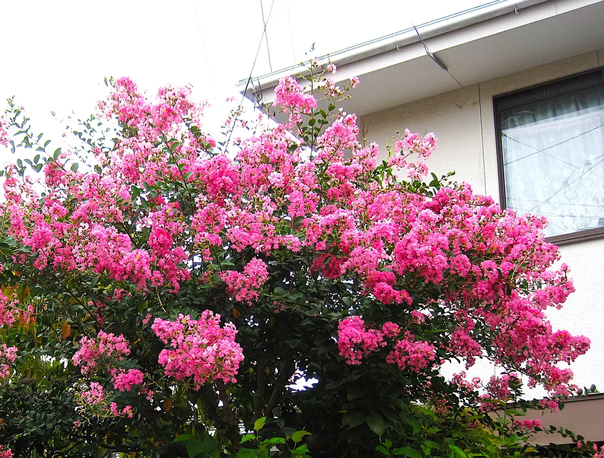 百日紅が二度目の満開です。一度満開を「我が庭の花たち no.2」の