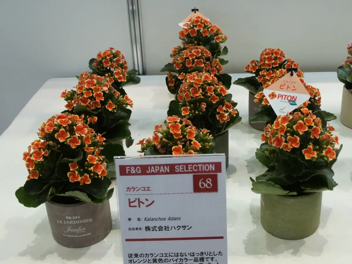 カランコエ（鉢花）の写真-みんなの趣味の園芸160903