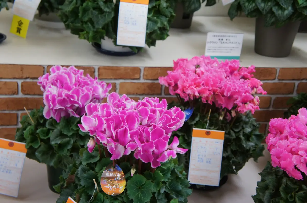 まつのり シクラメン ルチア① まつのり様専用 シクラメン ルチア①