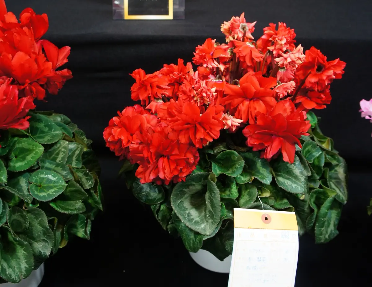 2019/1/11シクラメン 赤い彗星「見てきた花」のアルバム-みんなの趣味