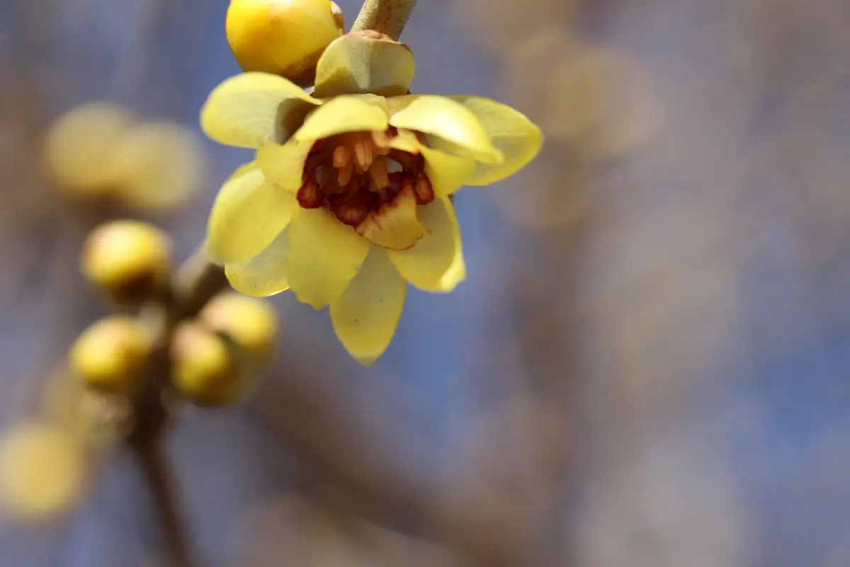 老梅 ろうばい 椿 赤 花 バラ