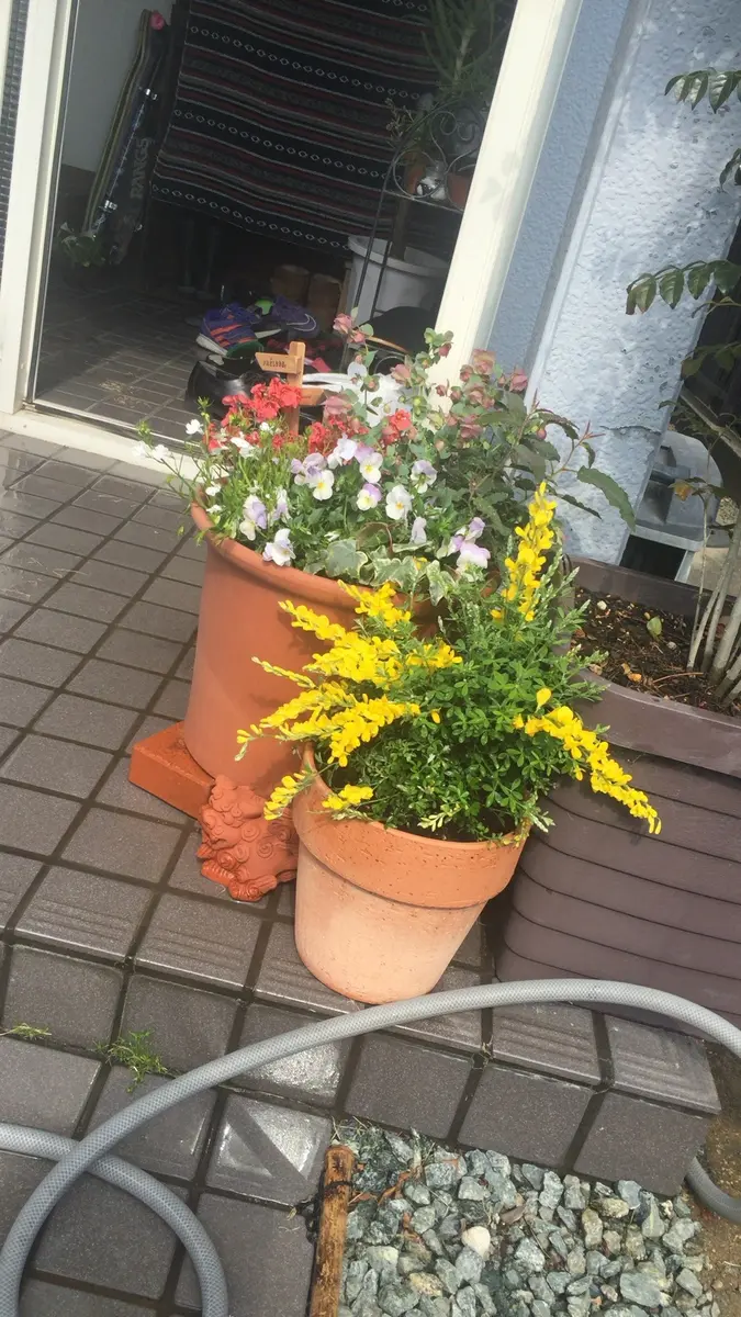 寄せ植えとエニシダ。カラフルな玄関に「植物いろいろ」のアルバム