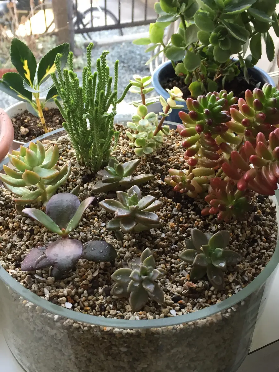 多肉植物 大人気 アロマティカス 多肉植物 ハーブ ミント 虫よけ 苗 土付