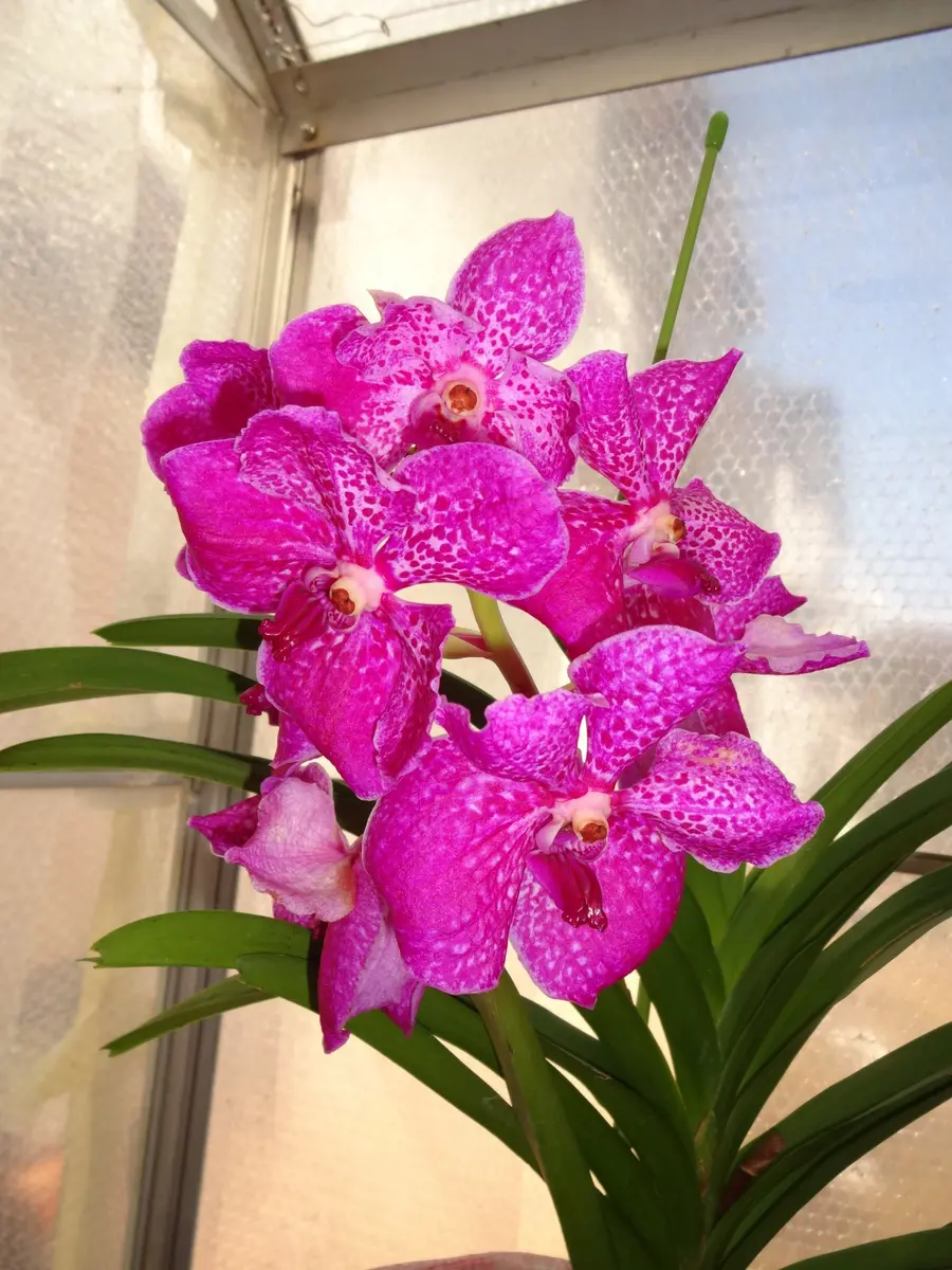 特大 バンダ jonior scott pink 洋ラン 蘭 ピンク 楽天市場】蘭 バンダの通販 特大 バンダ jonior scott pink 洋ラン 蘭