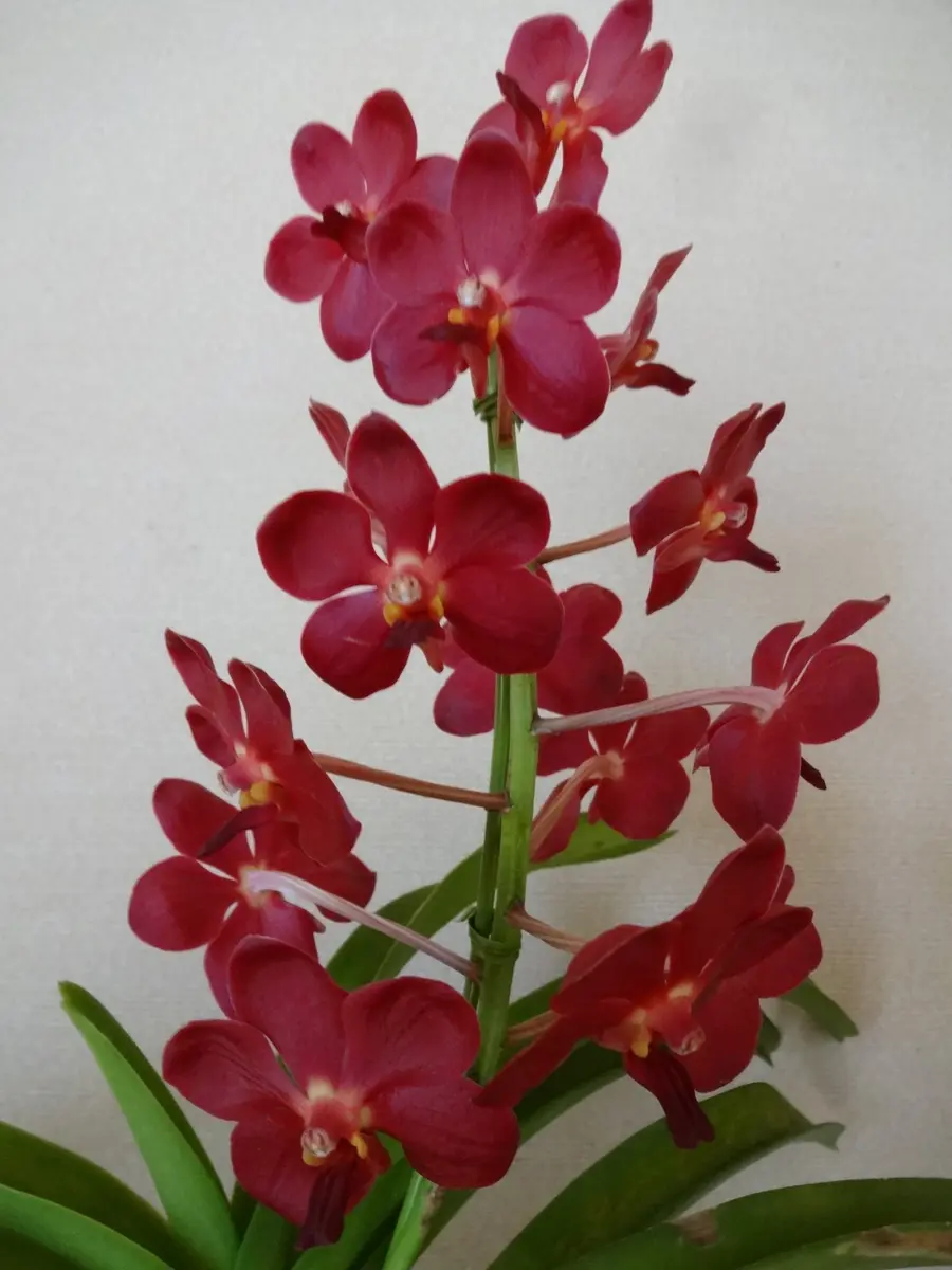この蘭は、バンダ属（旧アスコセンダ「私の花自慢【バンダ系3