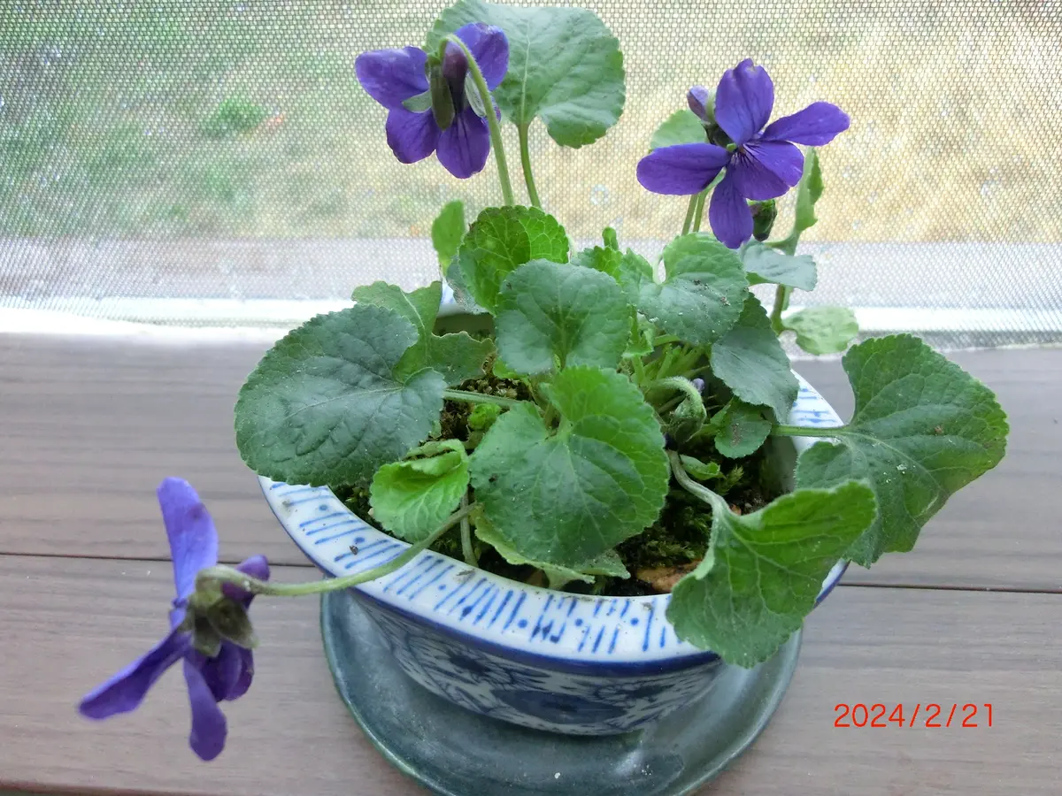 毎年庭に勝手に咲いているすみれ。いつ「春が来た！」のアルバム