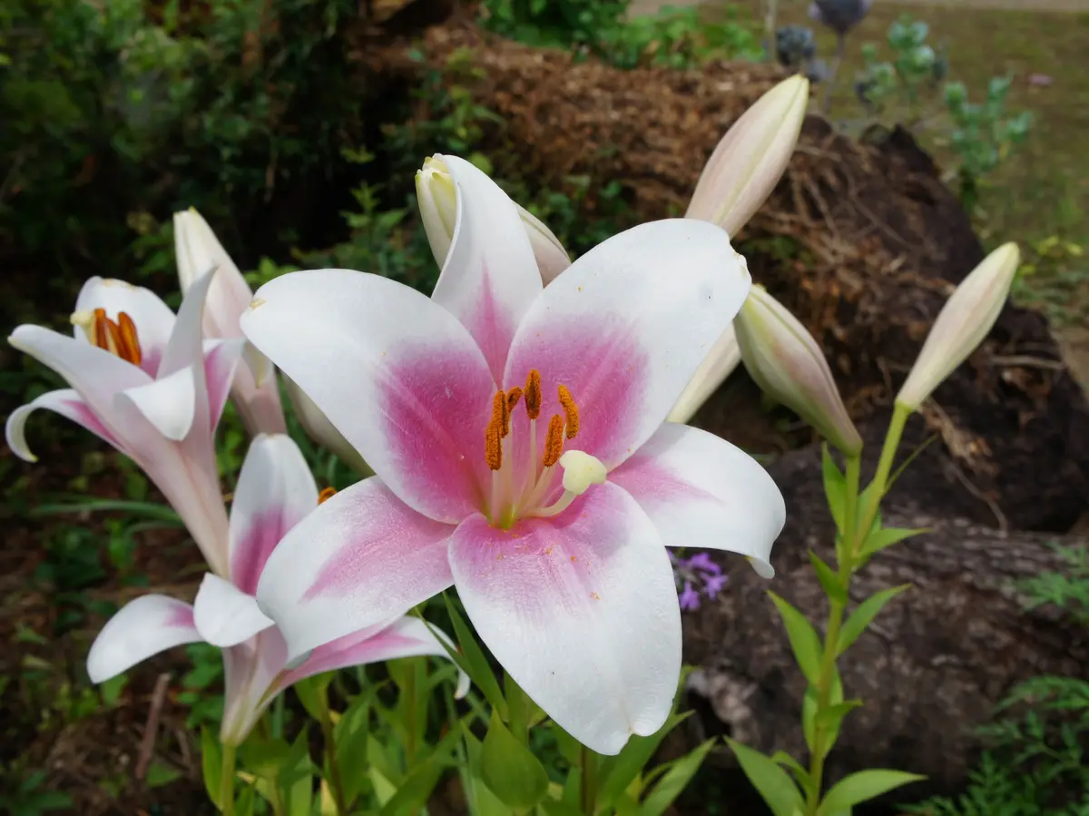 百合の球根♪ Amazon | 百合の球根，上品でピュアな見た目、珍しい切り花