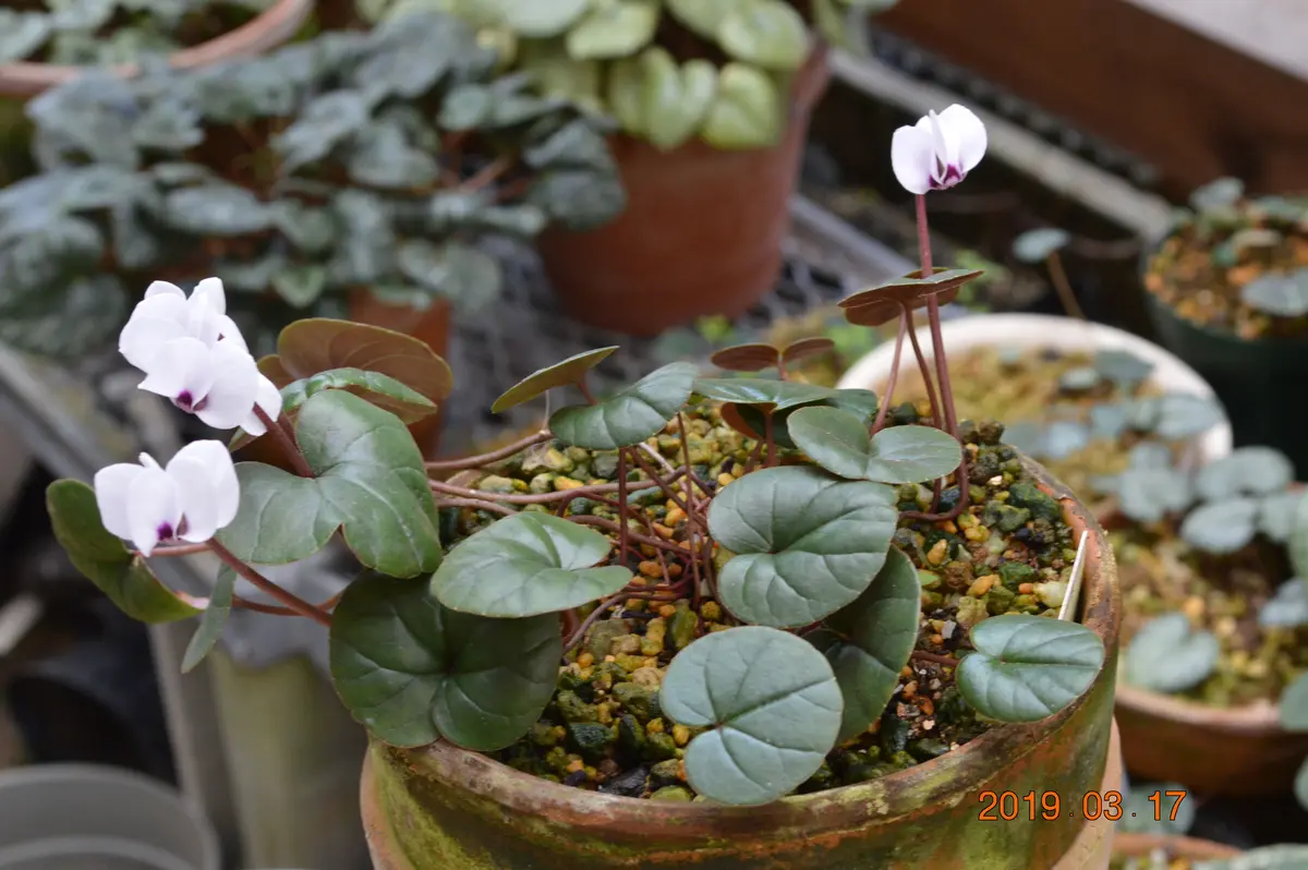 無地葉の白花。この株、ポーセリンのタ「原種シクラメン・コウム