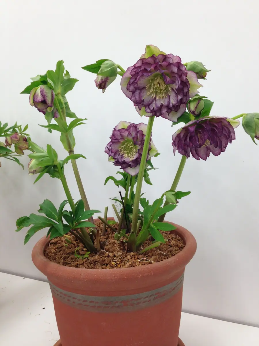 横山園芸クリスマスローズ 園芸ネット本店｜横山園芸さんのクリスマス