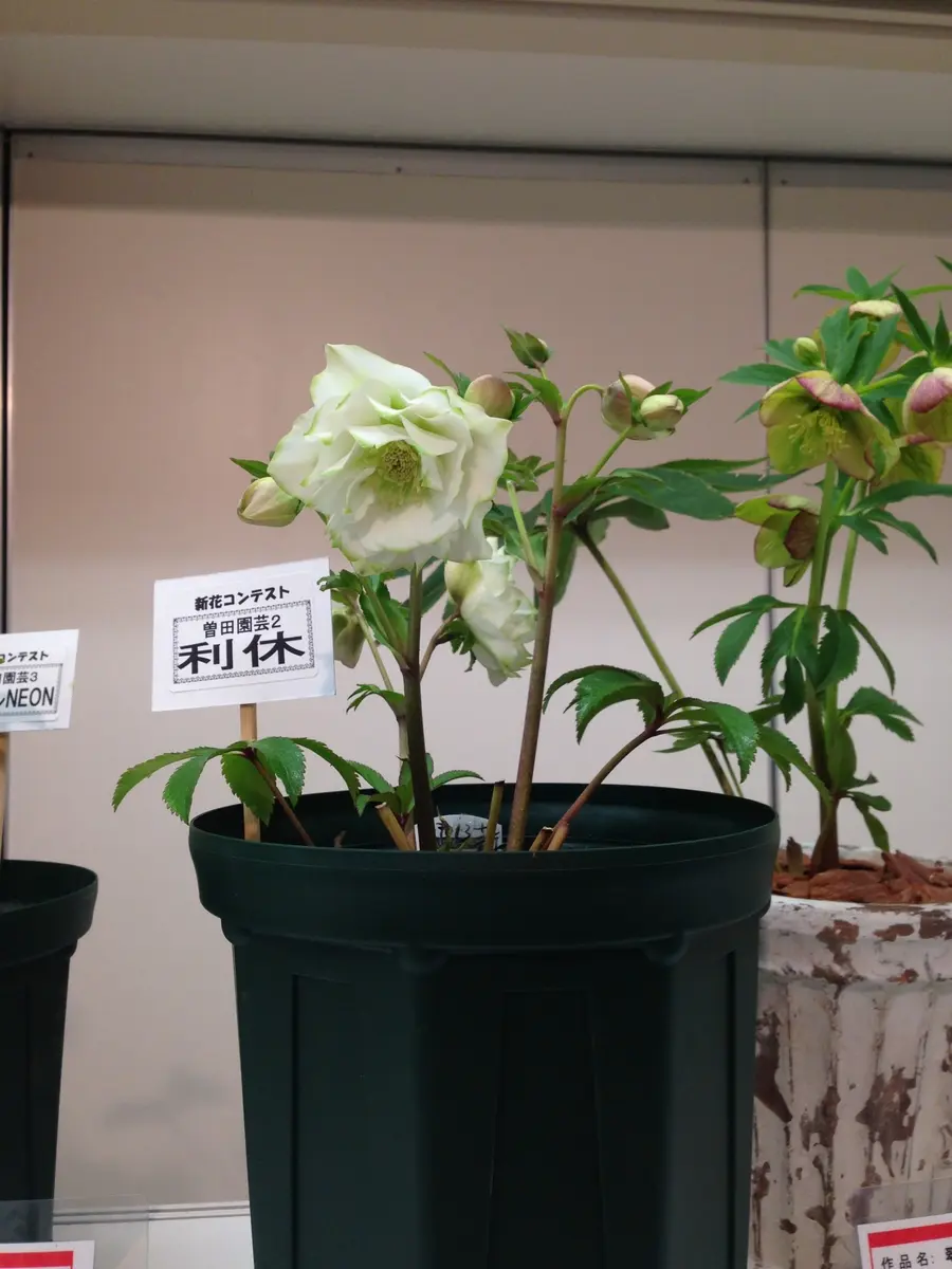 曽田園芸利休「第13回クリスマスローズの世界展」のアルバム-みんなの