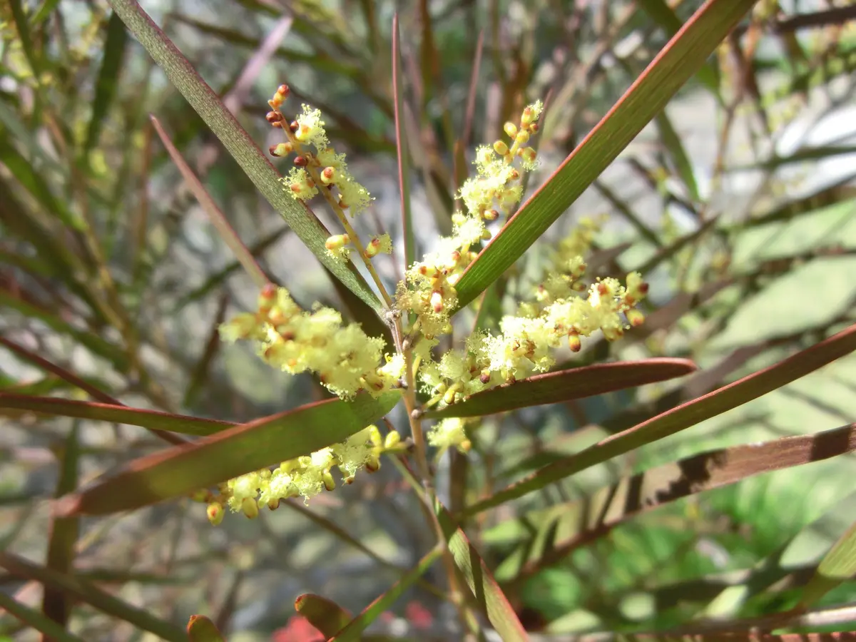 ミモザページ 種類の違うミモザですが・・・花が極小(「楽園2015」のアルバム