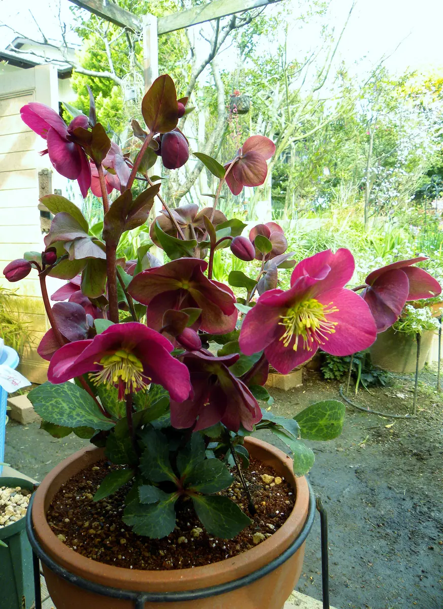 氷の薔薇（アンナズレッド）クリスマス「クリスマスローズ大好き