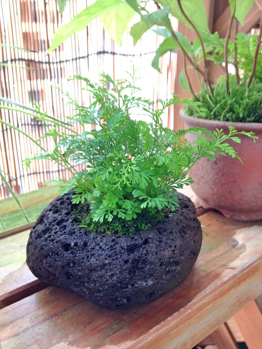 正成のミニ盆栽鉢 盆栽鉢 桑津香石 丸鉢 山野草 植木鉢 絵鉢 盆栽鉢 丸鉢 桑津香石