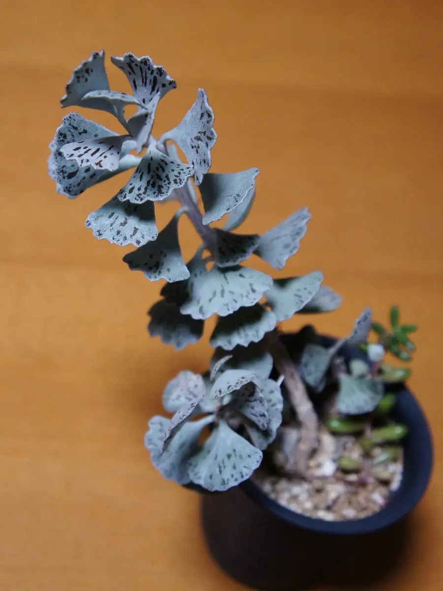 9/29カランコエ・ロンボピローサ（雀扇）「多肉植物」のアルバム