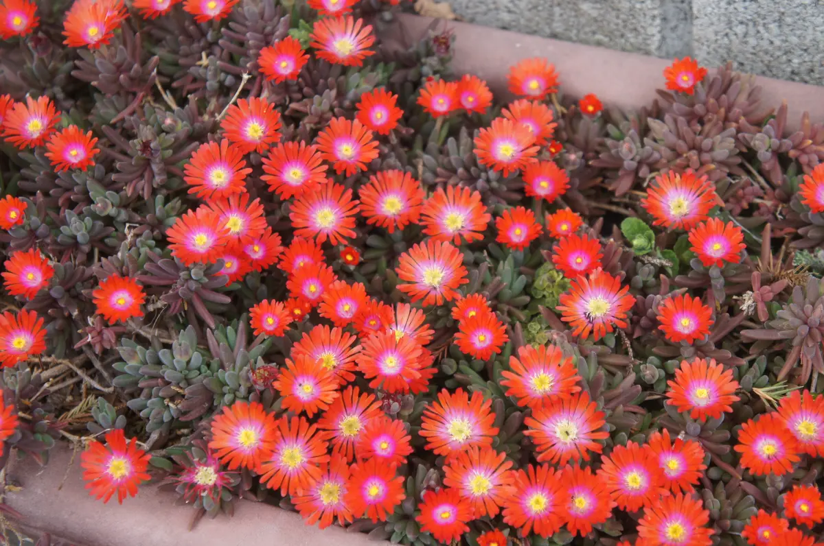 マツバボタンの写真-みんなの趣味の園芸1050126